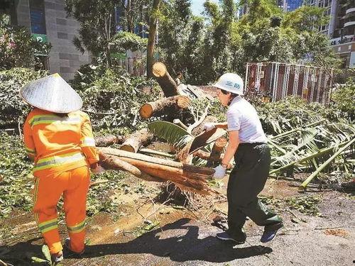 山竹爆料深圳视频,深圳幕后真相大曝光 第1张 山竹爆料深圳视频,深圳幕后真相大曝光 第1张